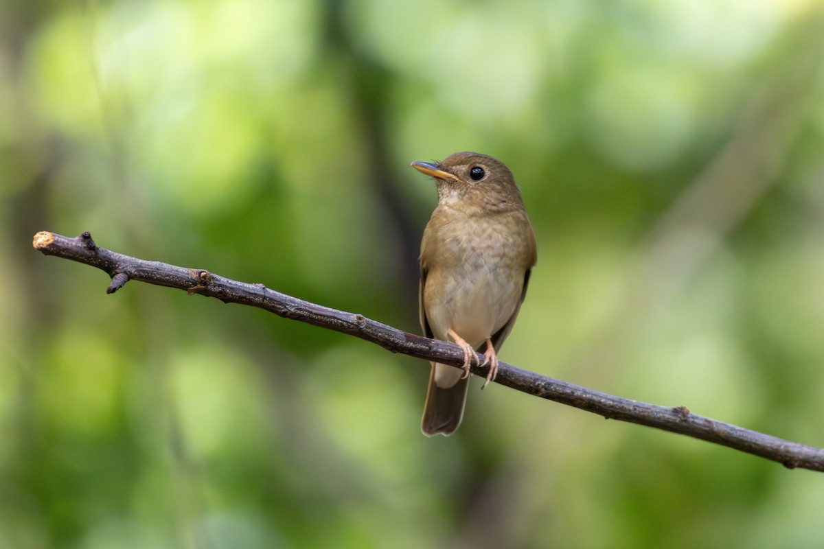 Brown-chested Jungle Flycatcher - ML623872583