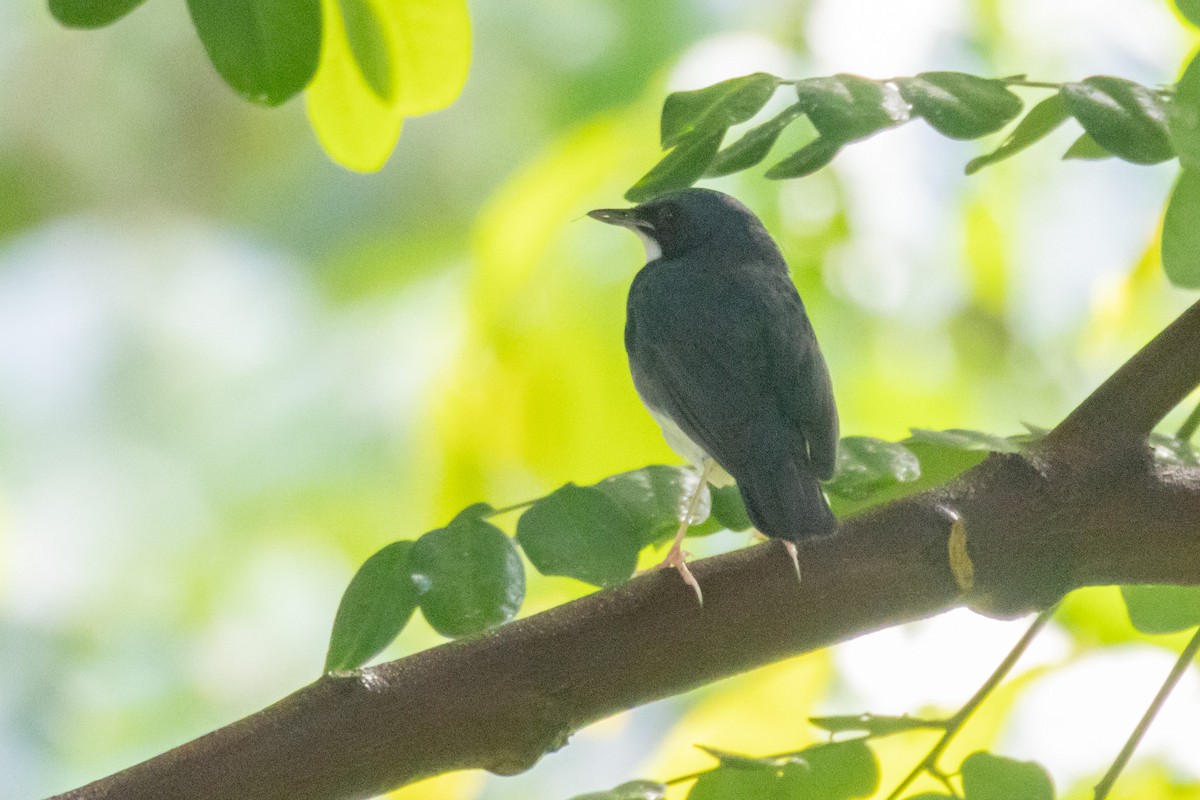 Siberian Blue Robin - ML623872585