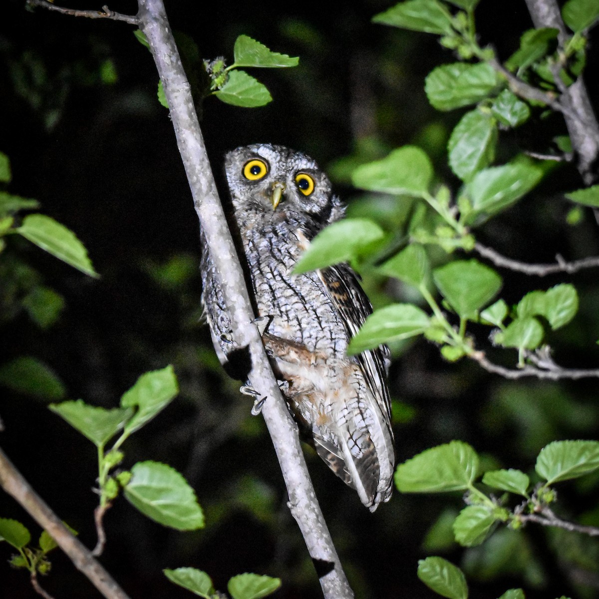 Tropical Screech-Owl - ML623872590