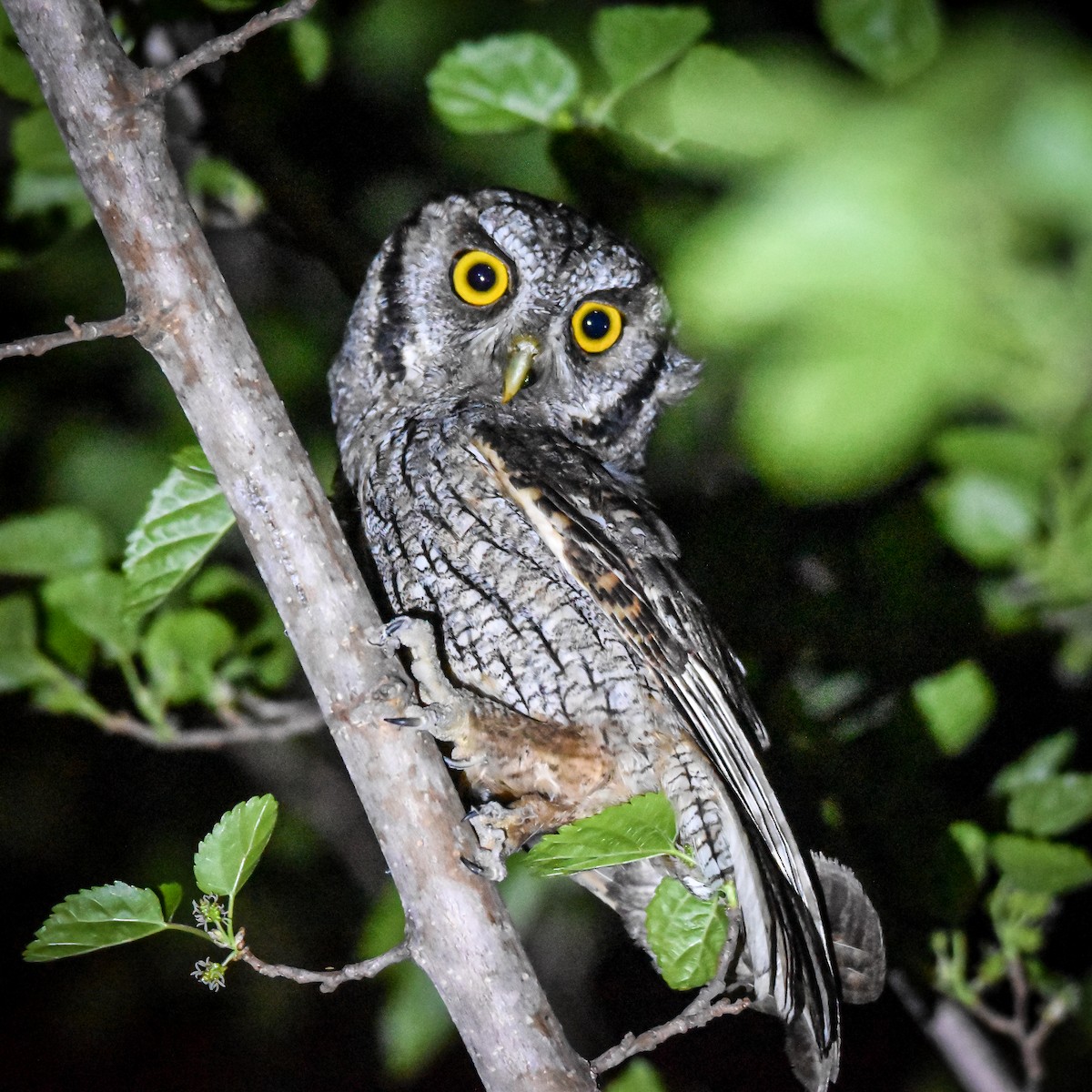 Tropical Screech-Owl - ML623872591