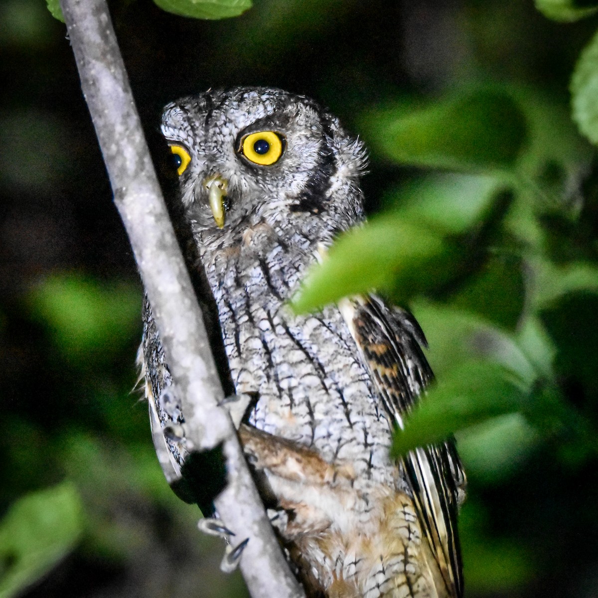 Tropical Screech-Owl - ML623872592