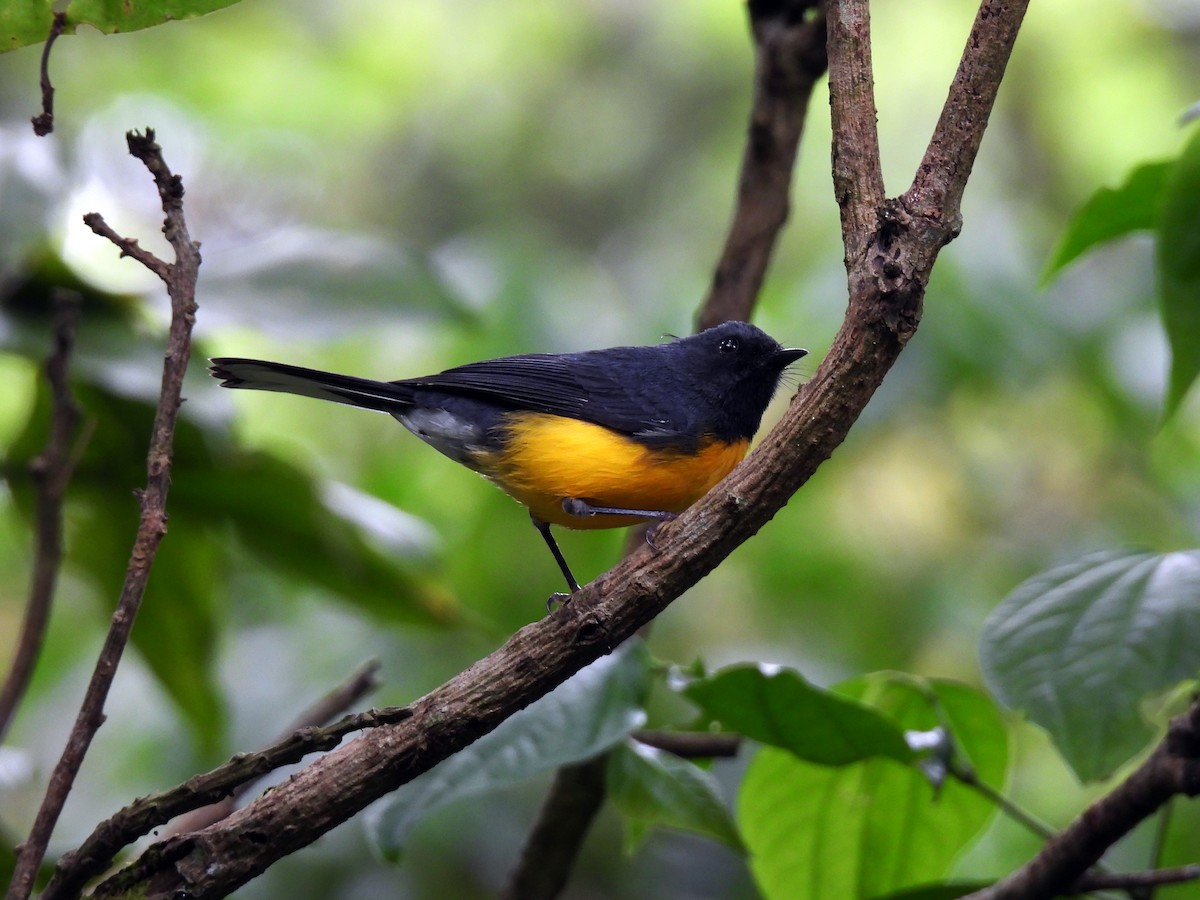 Slate-throated Redstart - ML623872595