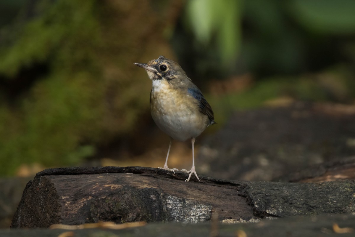 Siberian Blue Robin - ML623872601