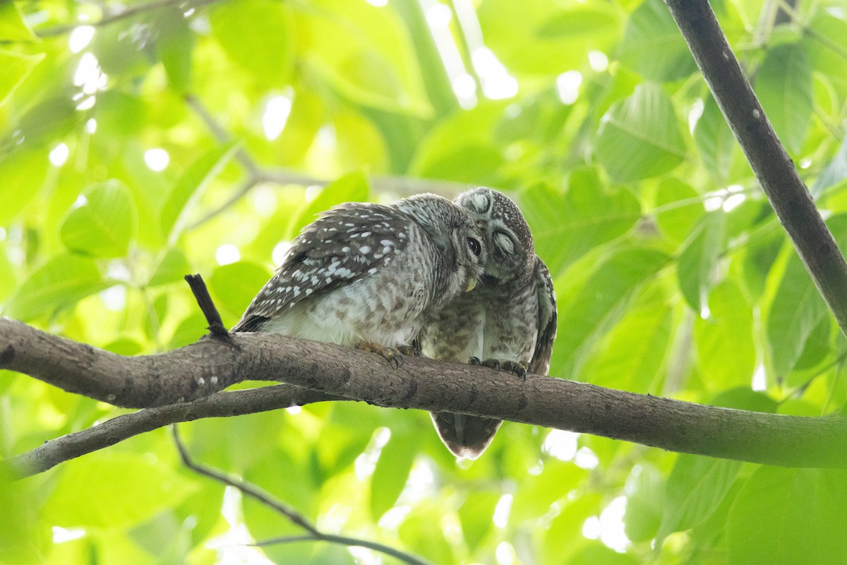 Spotted Owlet - ML623872604