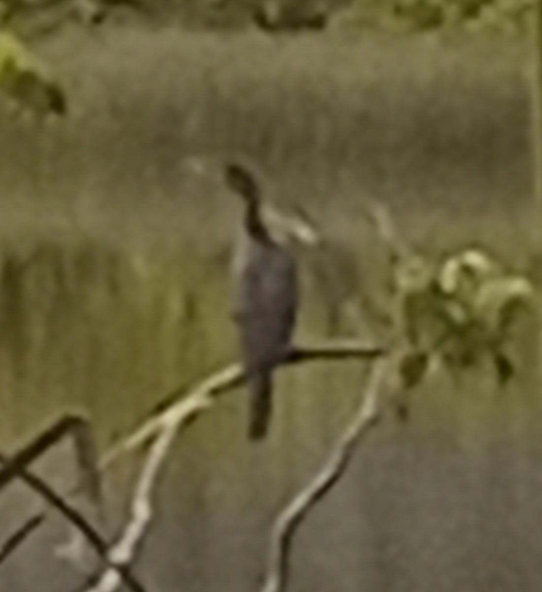 anhinga americká - ML623872608