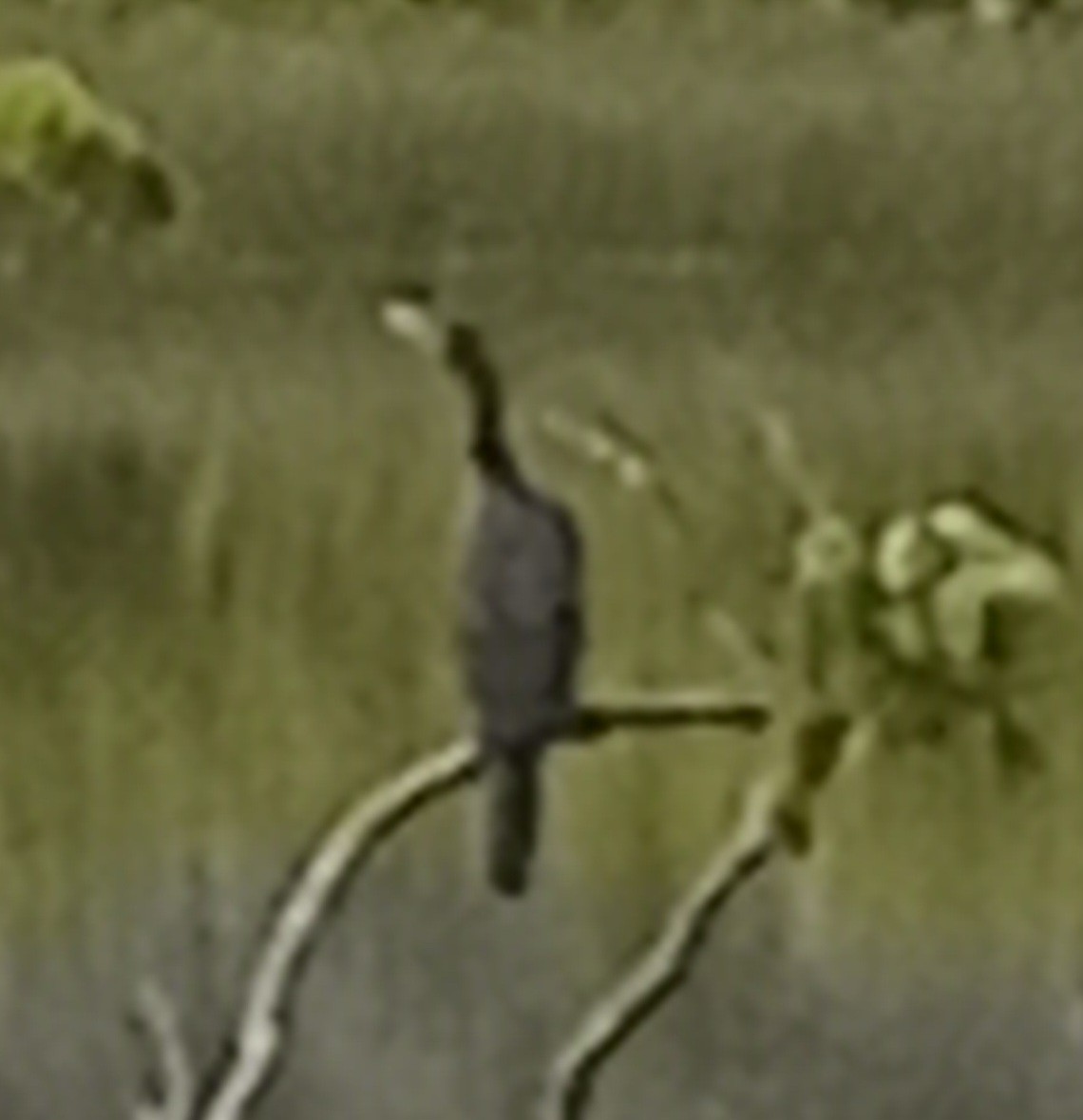 anhinga americká - ML623872611