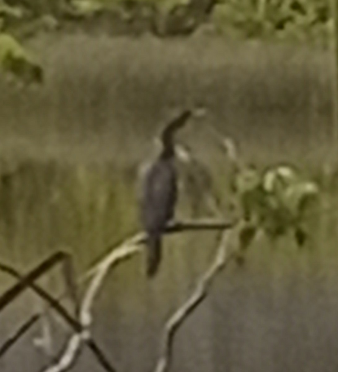 anhinga americká - ML623872612