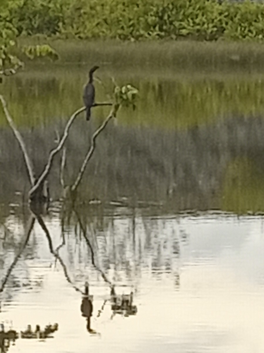 anhinga americká - ML623872613