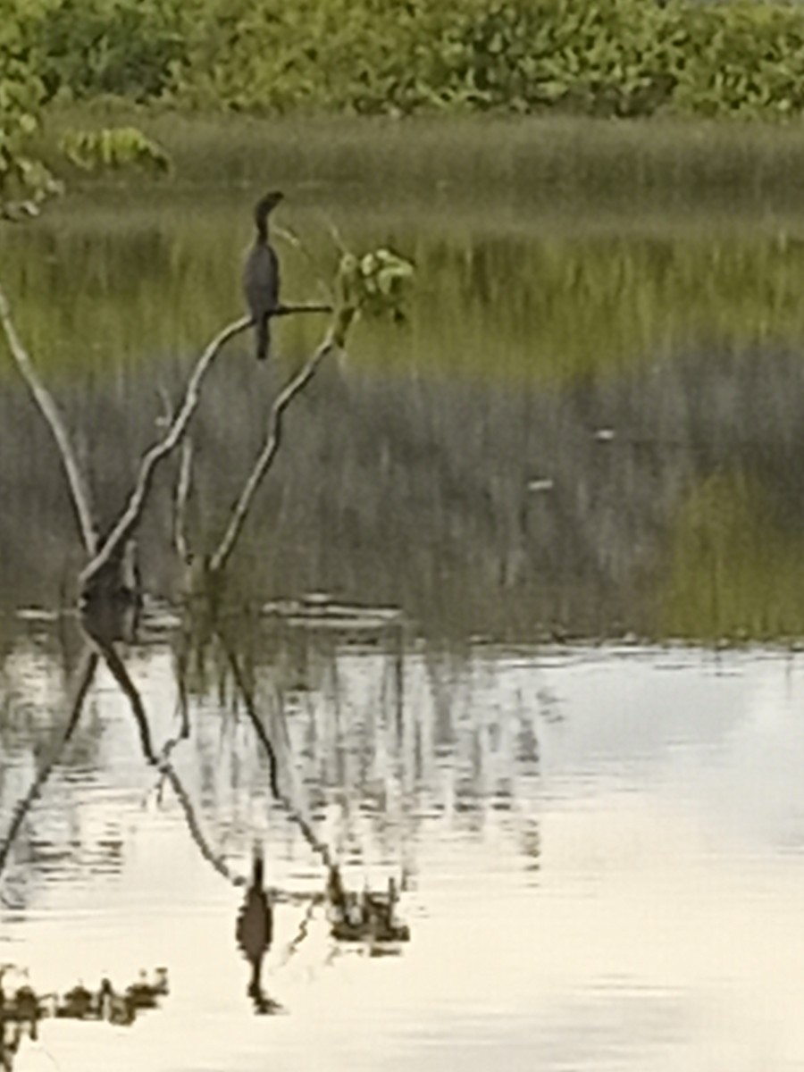 anhinga americká - ML623872614