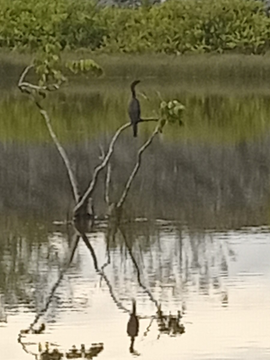 anhinga americká - ML623872615