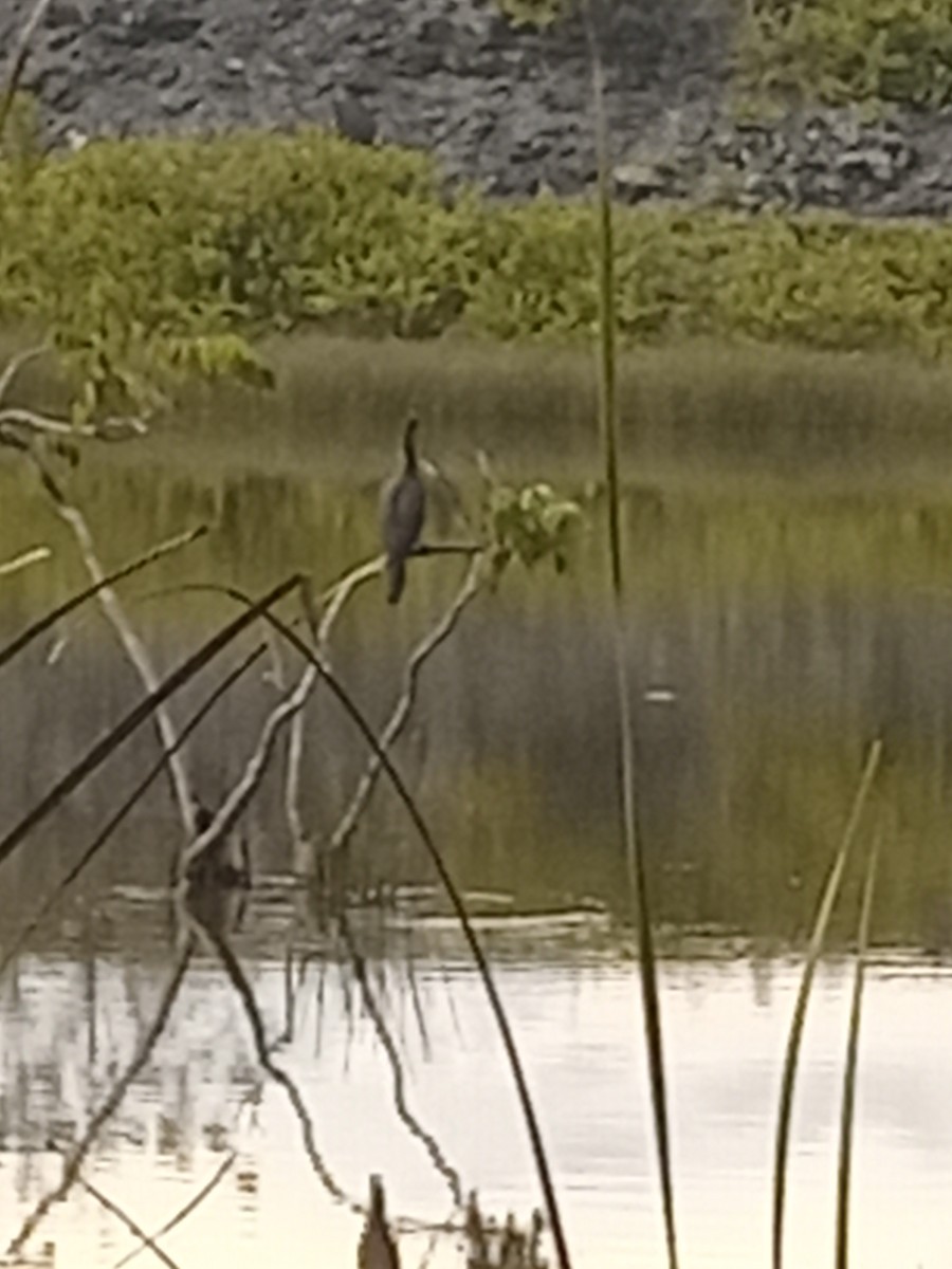 anhinga americká - ML623872616