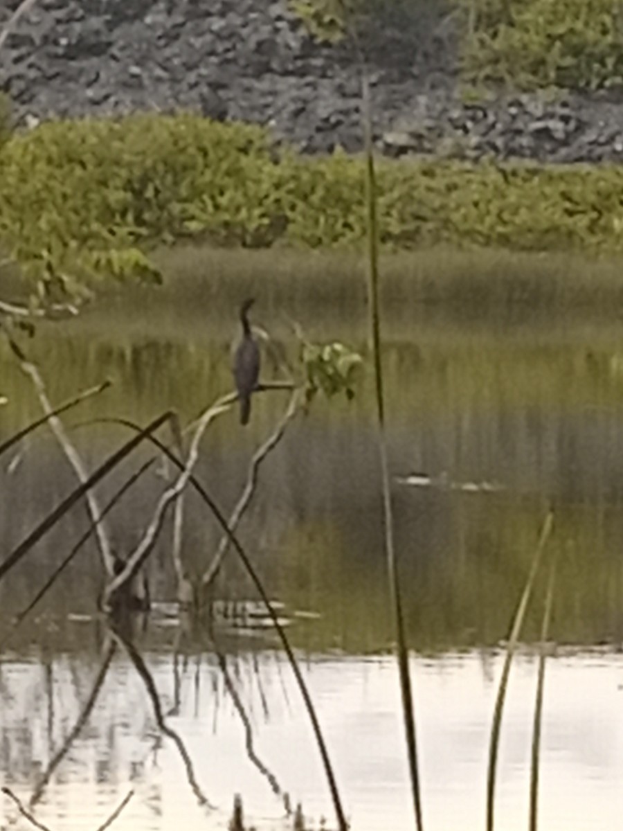 anhinga americká - ML623872618