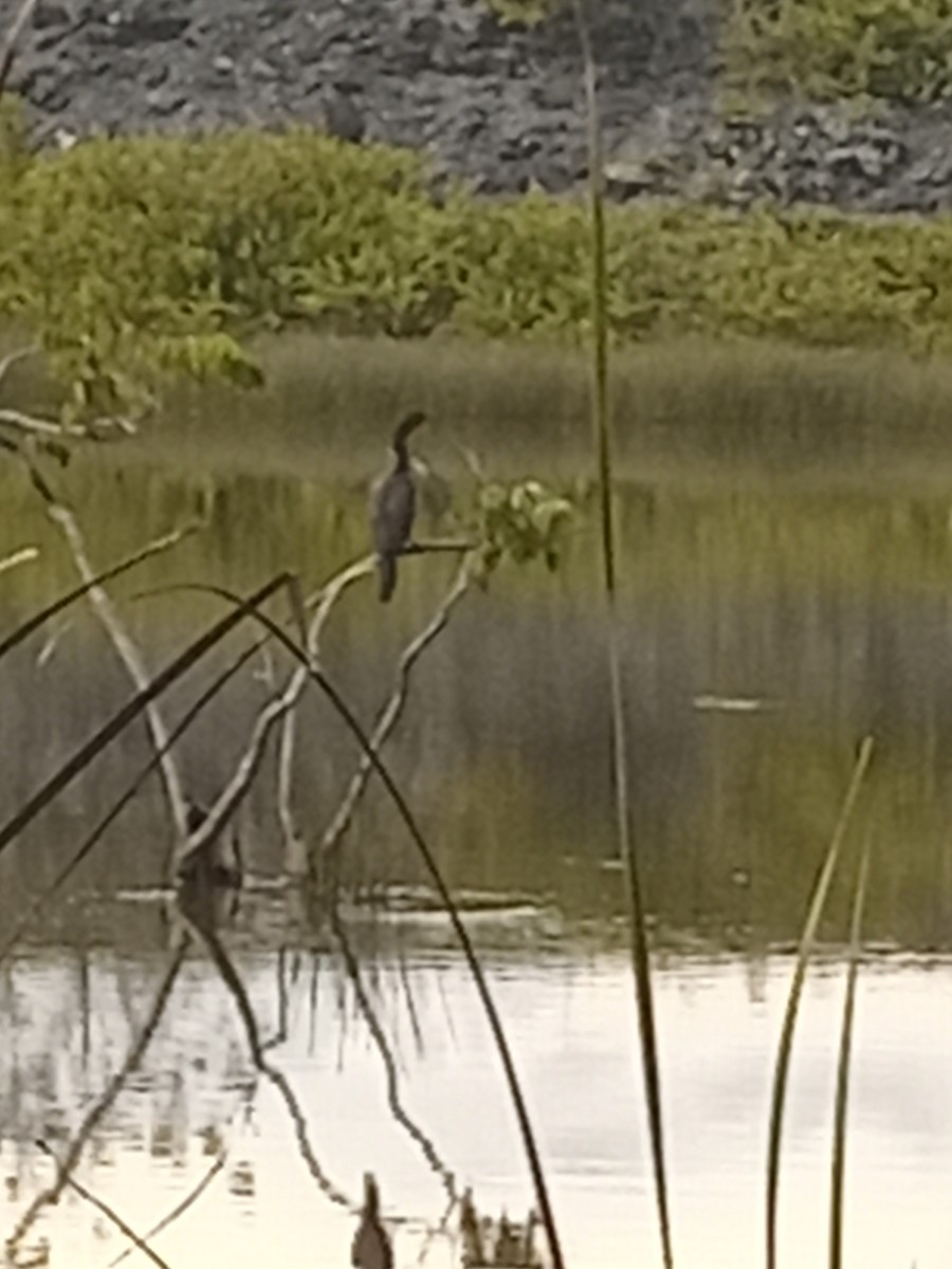 anhinga americká - ML623872619