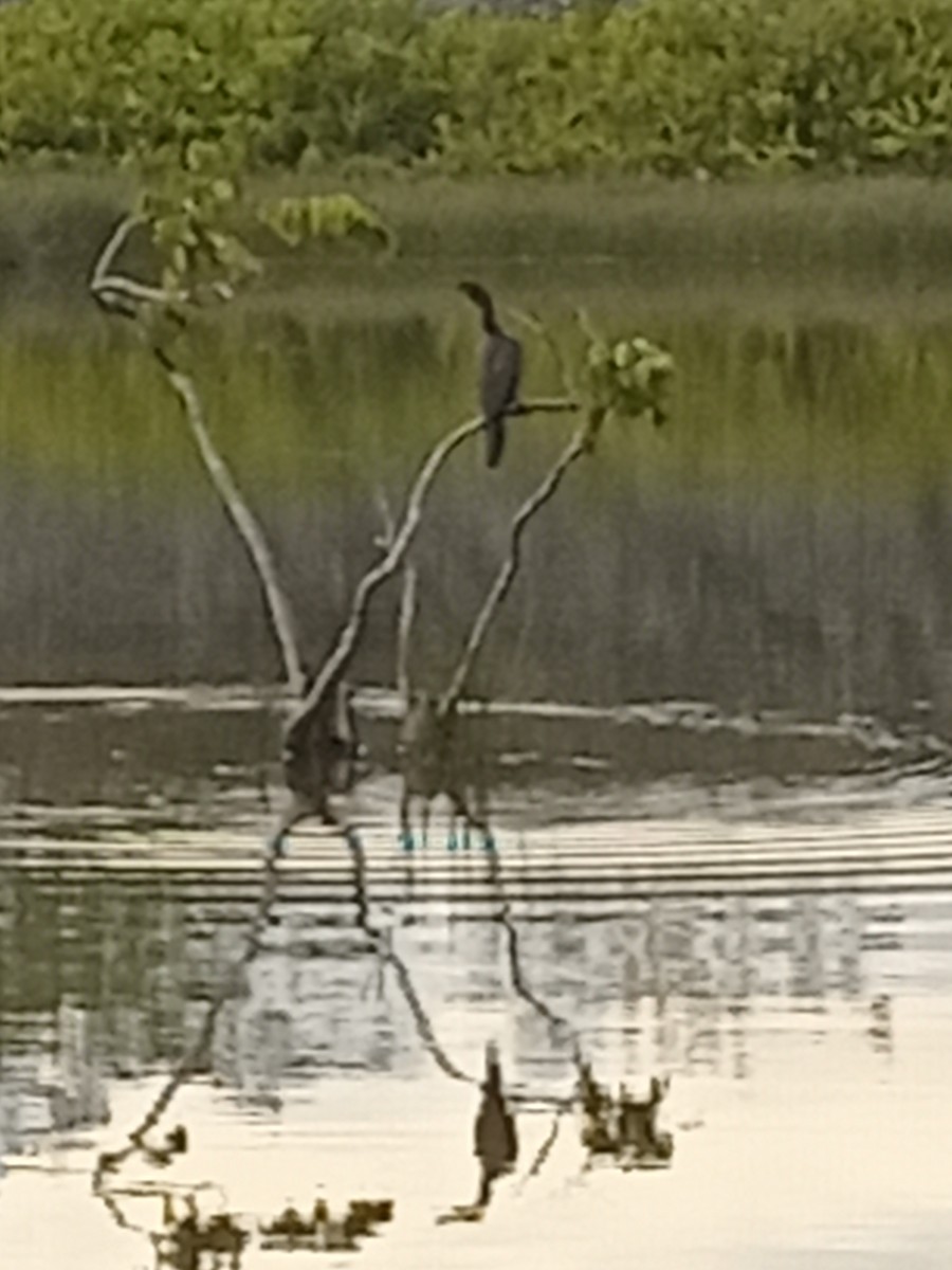 anhinga americká - ML623872621