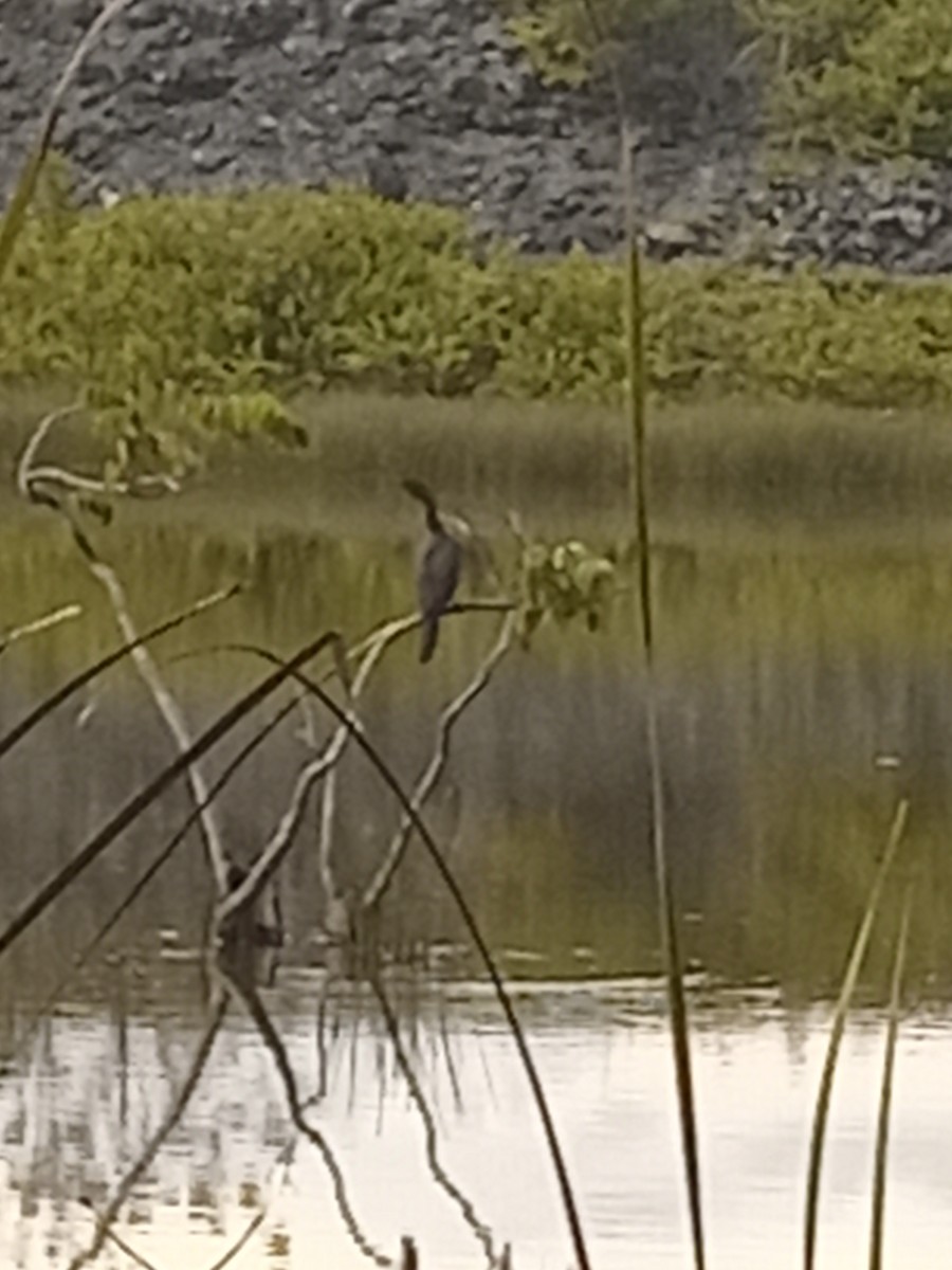 anhinga americká - ML623872622