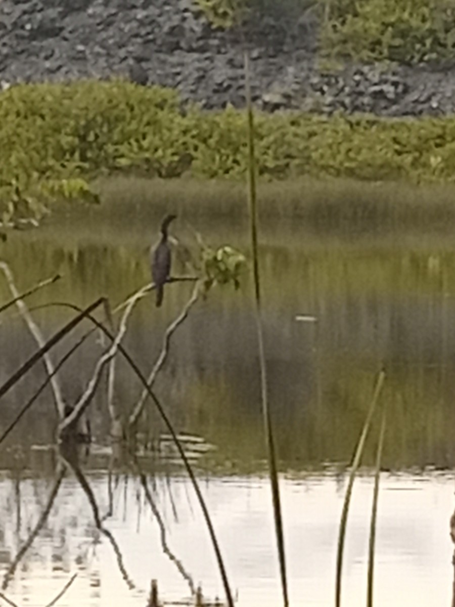 anhinga americká - ML623872623