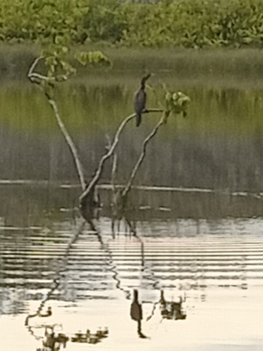 anhinga americká - ML623872624