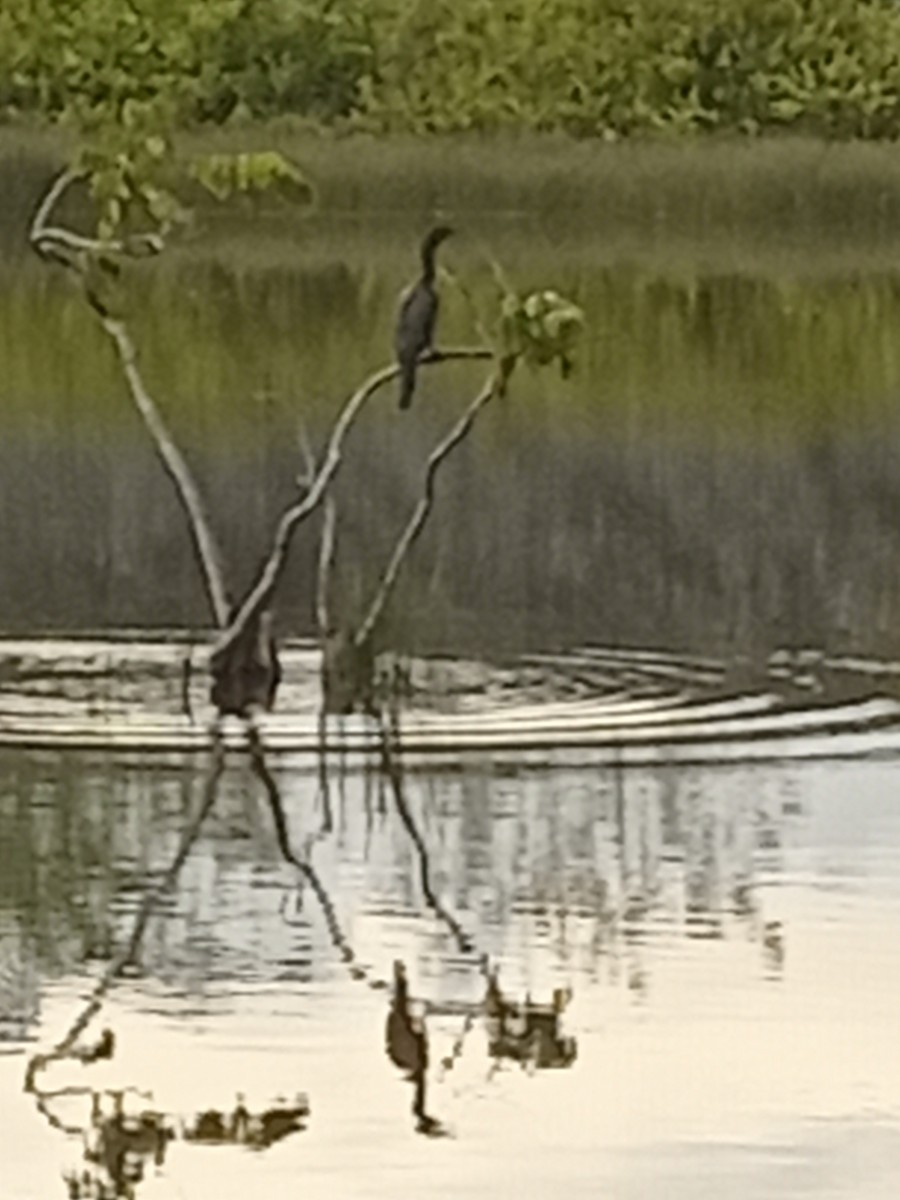 anhinga americká - ML623872625