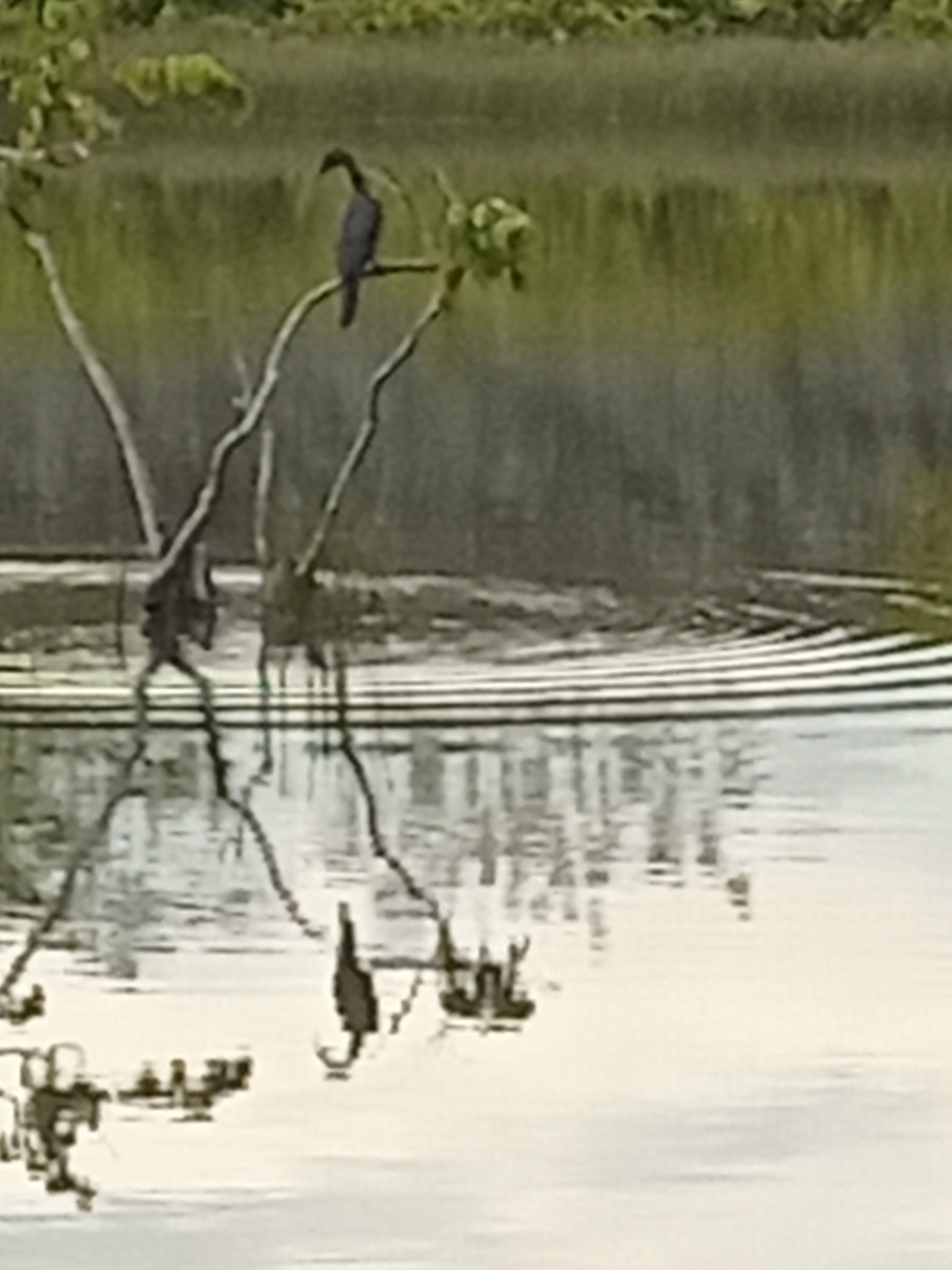 anhinga americká - ML623872626