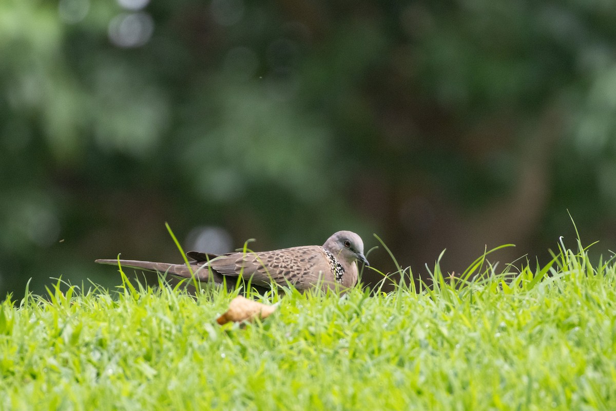 Spotted Dove - ML623872634