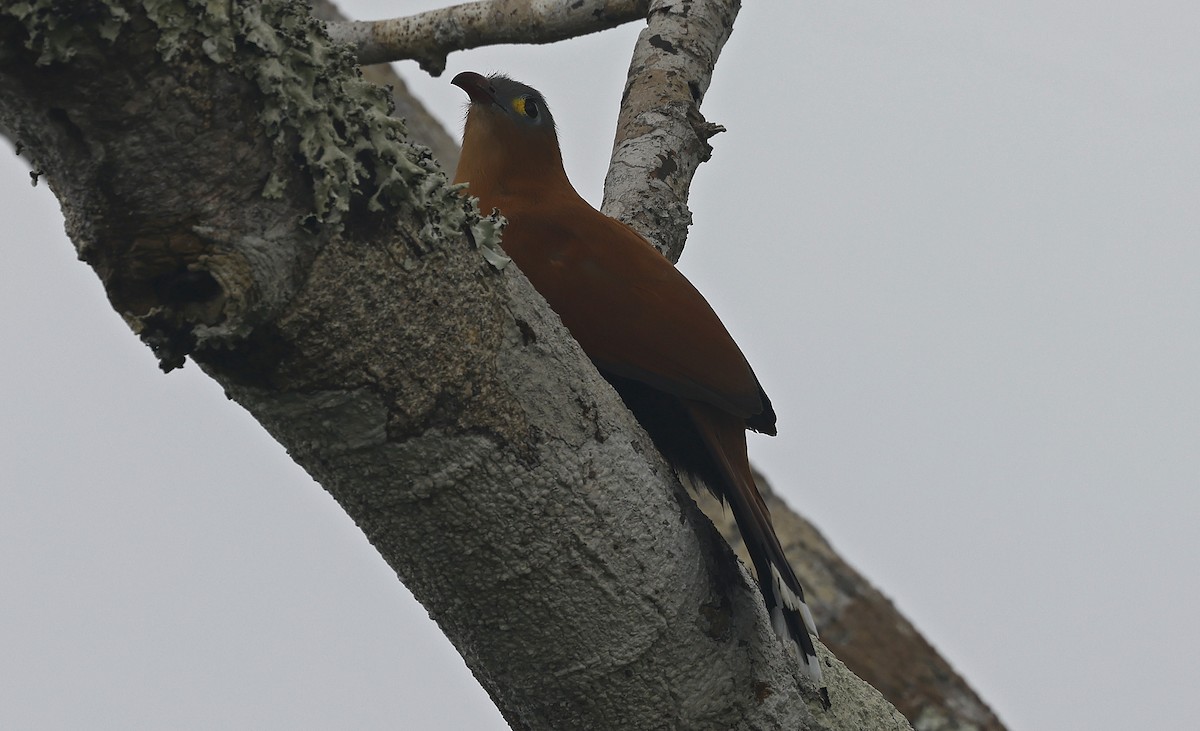 Black-bellied Cuckoo - ML623872668