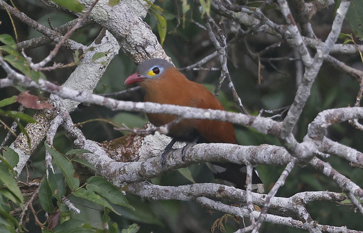 Black-bellied Cuckoo - ML623872673