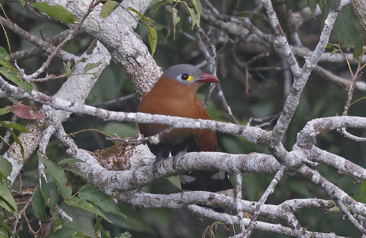 Black-bellied Cuckoo - ML623872677