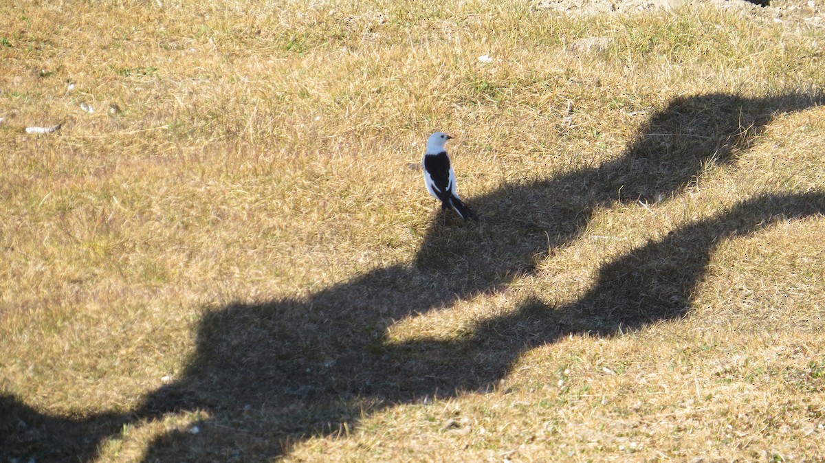 Snow Bunting - ML623872684