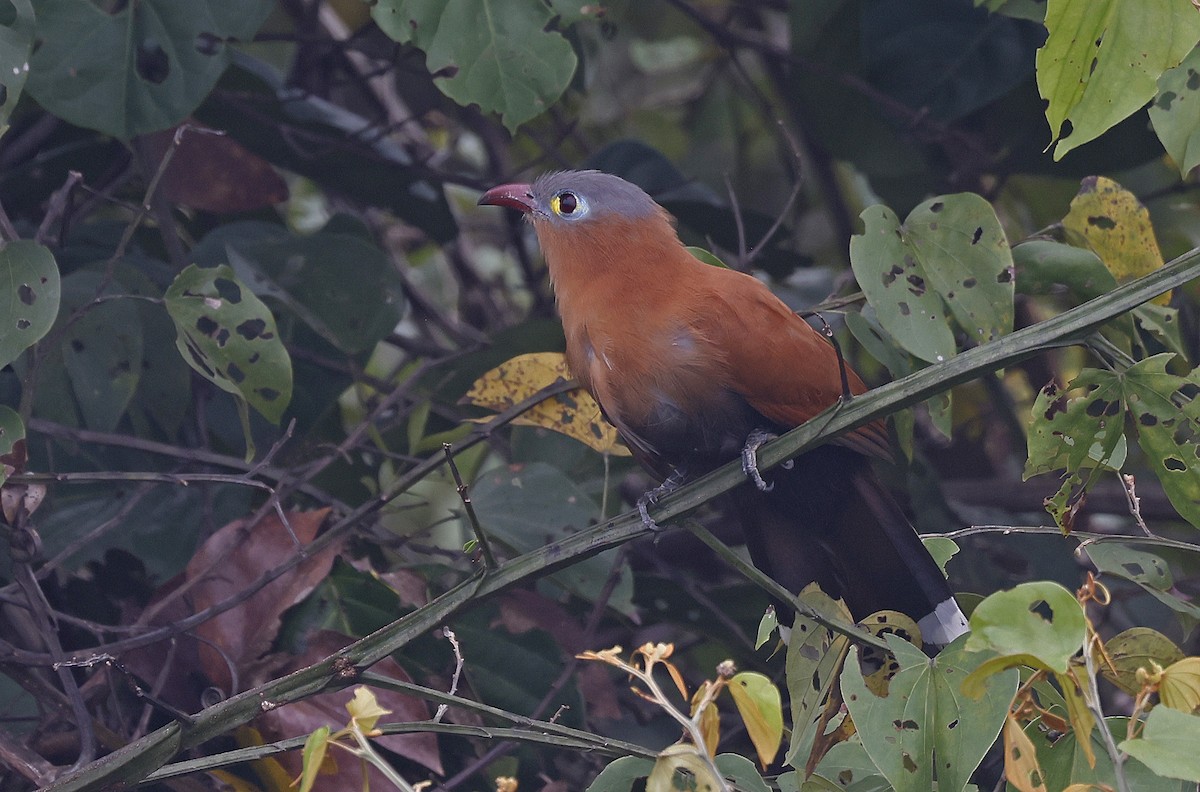 Cuco Ardilla Ventrinegro - ML623872685