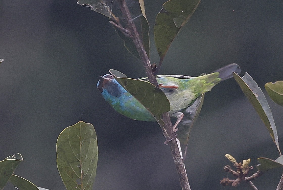 Blue Dacnis - ML623872714