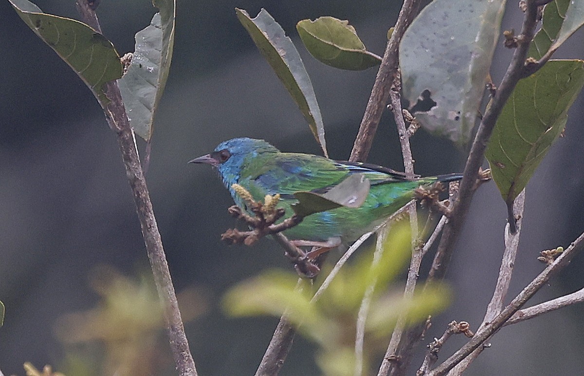 Blue Dacnis - ML623872716