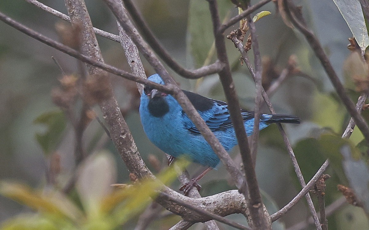 Blue Dacnis - ML623872723