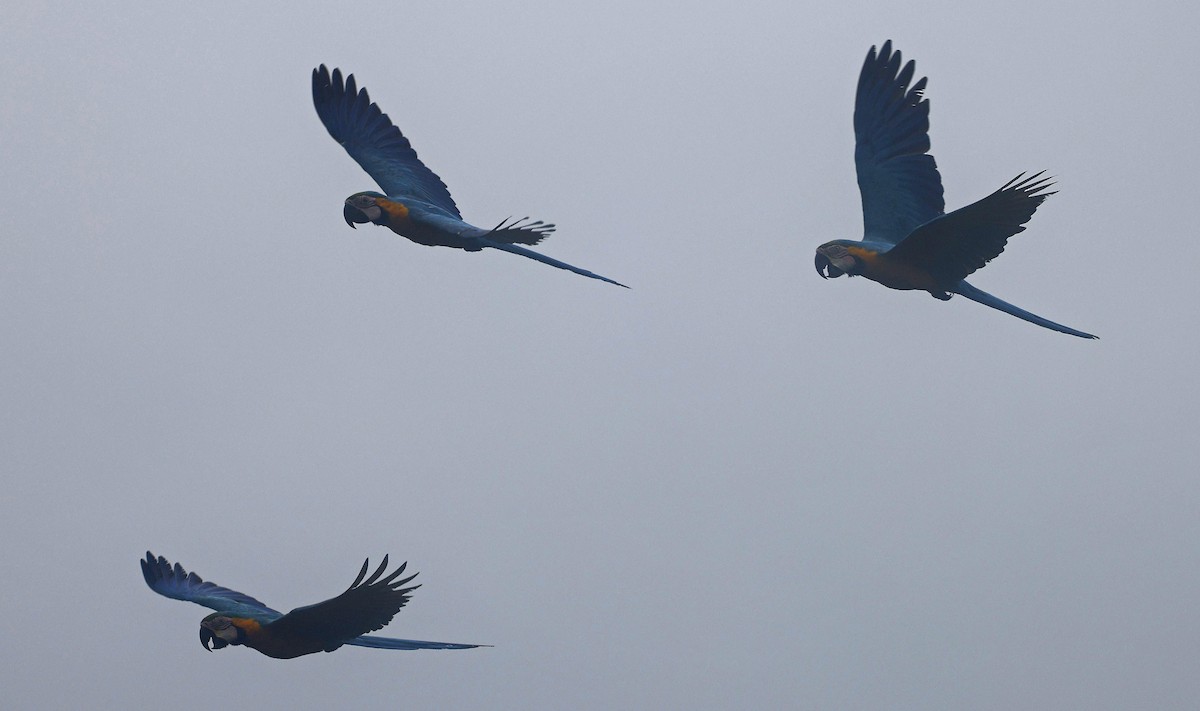 Blue-and-yellow Macaw - Paul Chapman