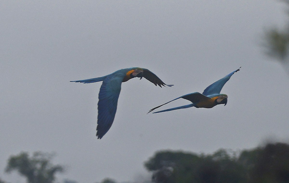 Blue-and-yellow Macaw - Paul Chapman