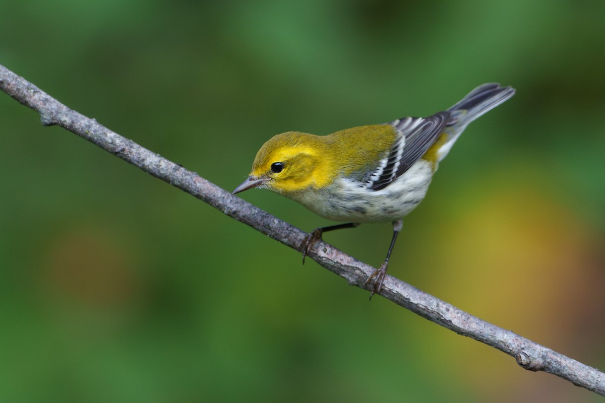 Black-throated Green Warbler - ML623872745