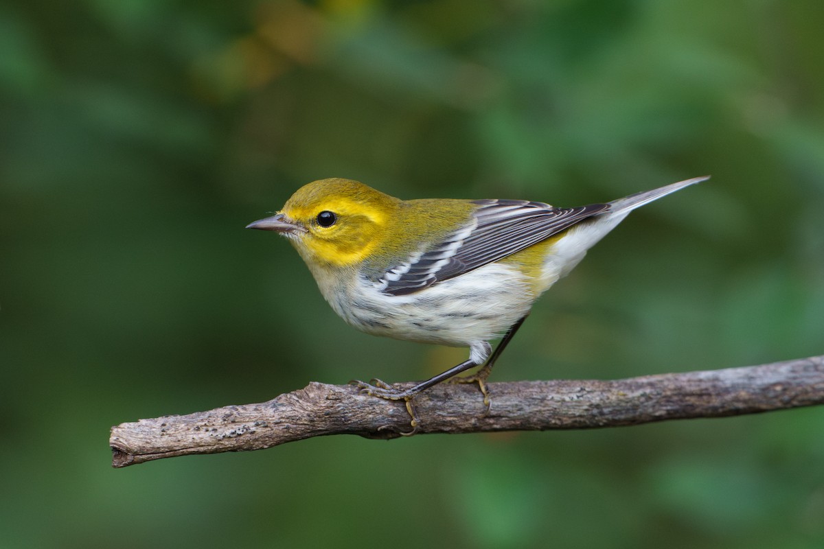 Black-throated Green Warbler - ML623872752