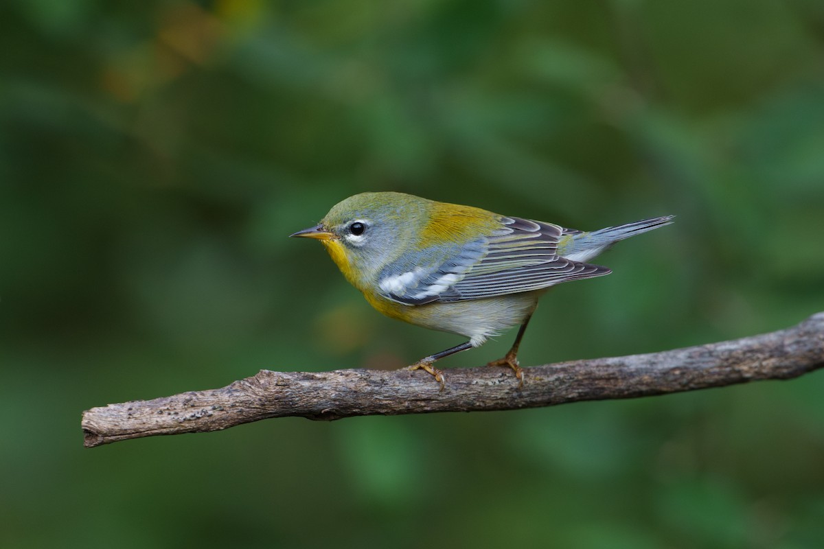 Northern Parula - ML623872763