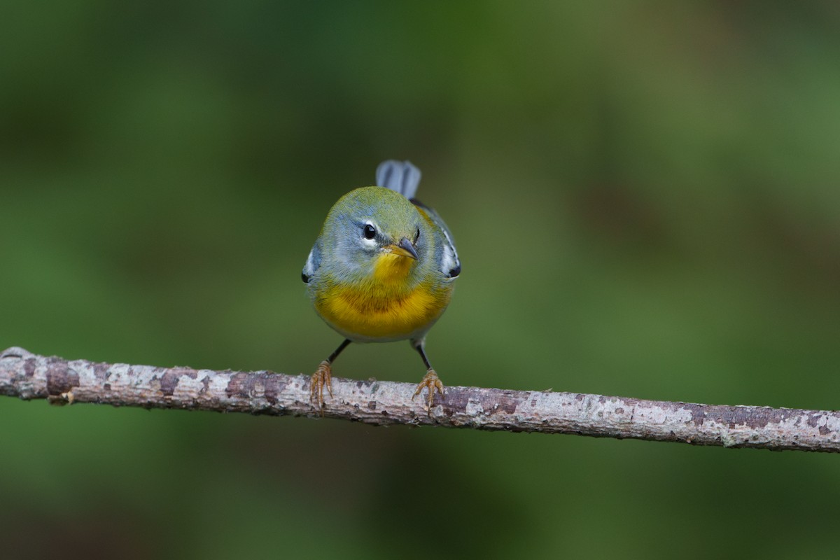 Northern Parula - ML623872768