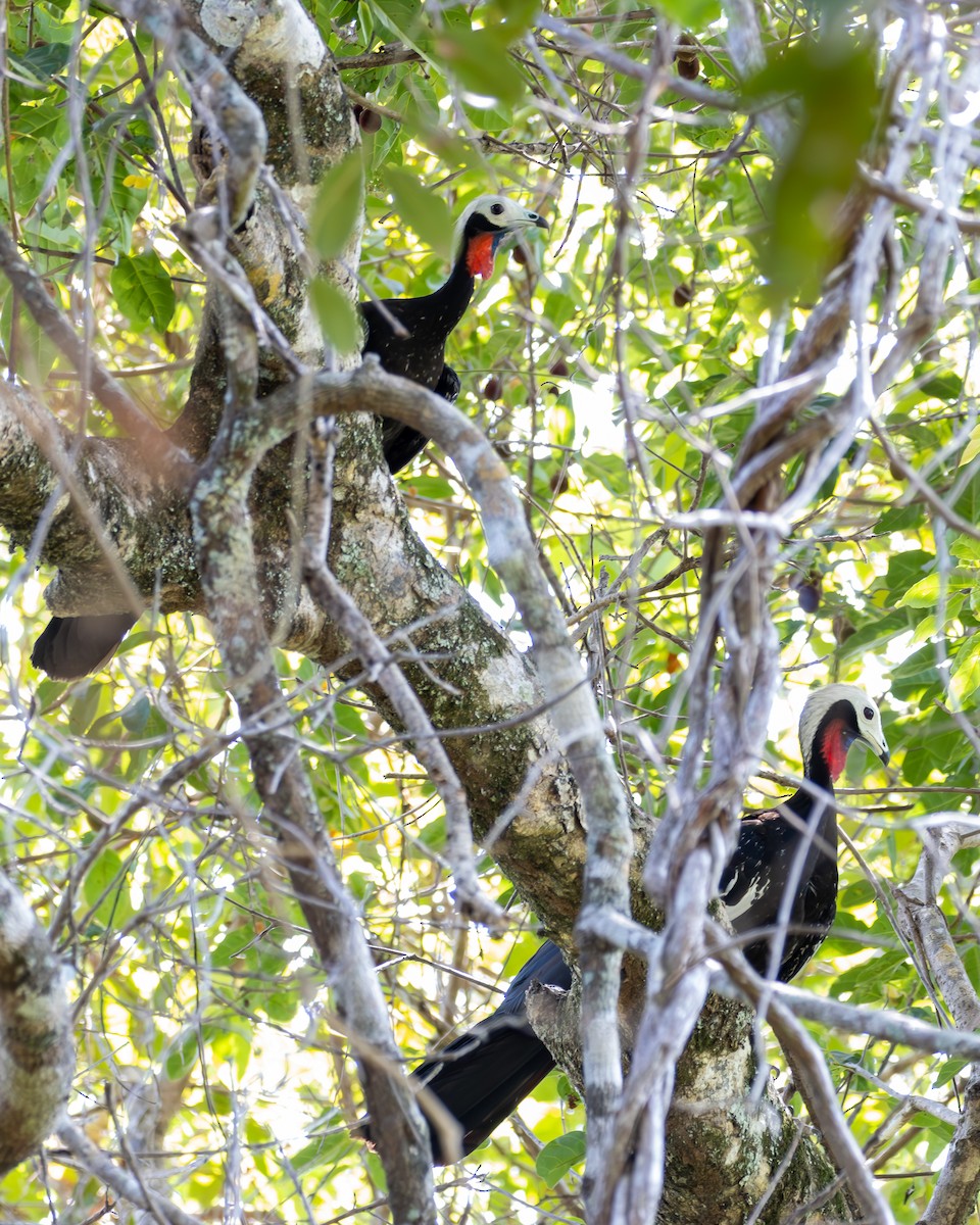 Red-throated Piping-Guan - ML623872775