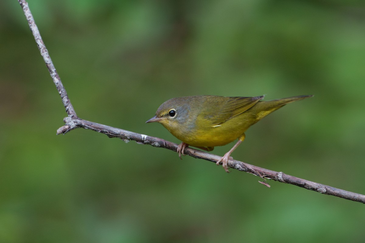 Mourning Warbler - ML623872789