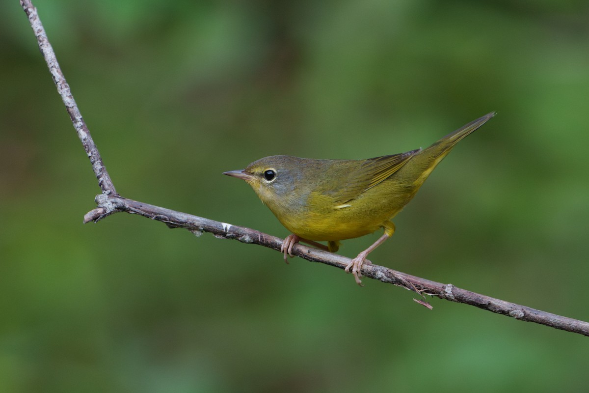 Mourning Warbler - ML623872792