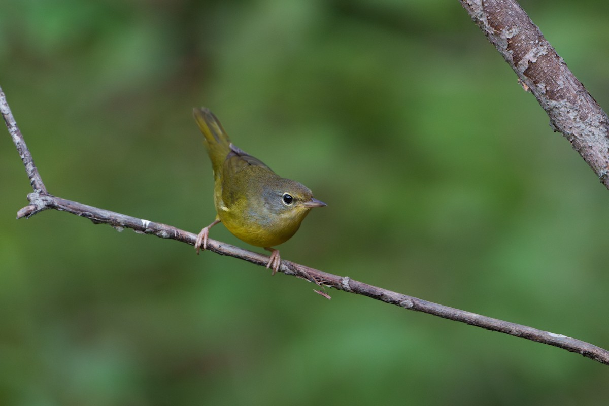 Mourning Warbler - ML623872796