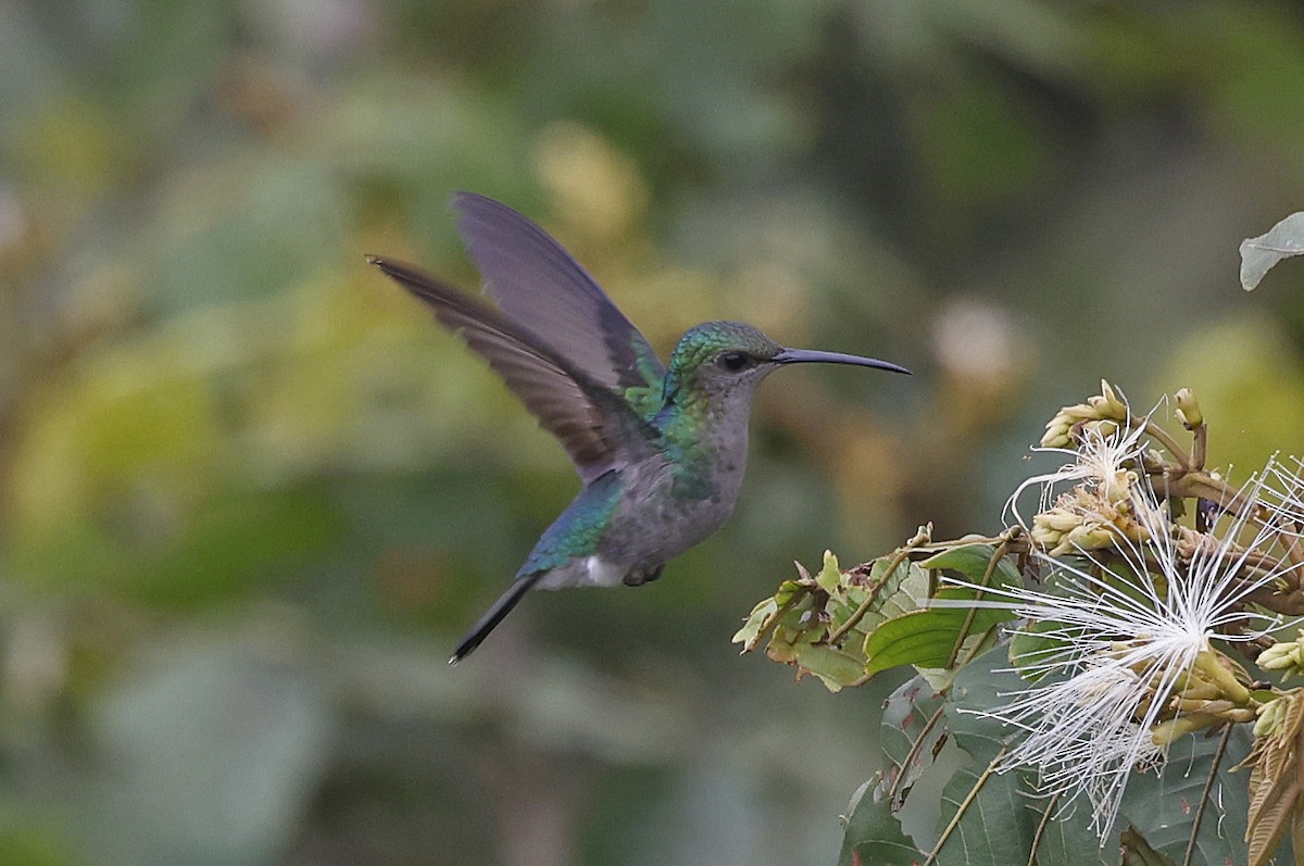 Fork-tailed Woodnymph - ML623872801