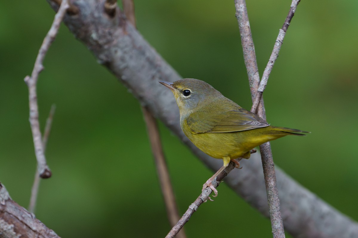 Mourning Warbler - Austin Groff