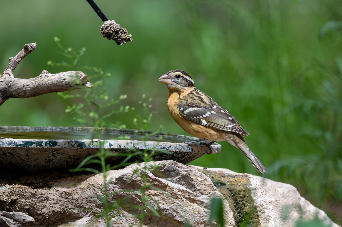 Black-headed Grosbeak - ML623872862