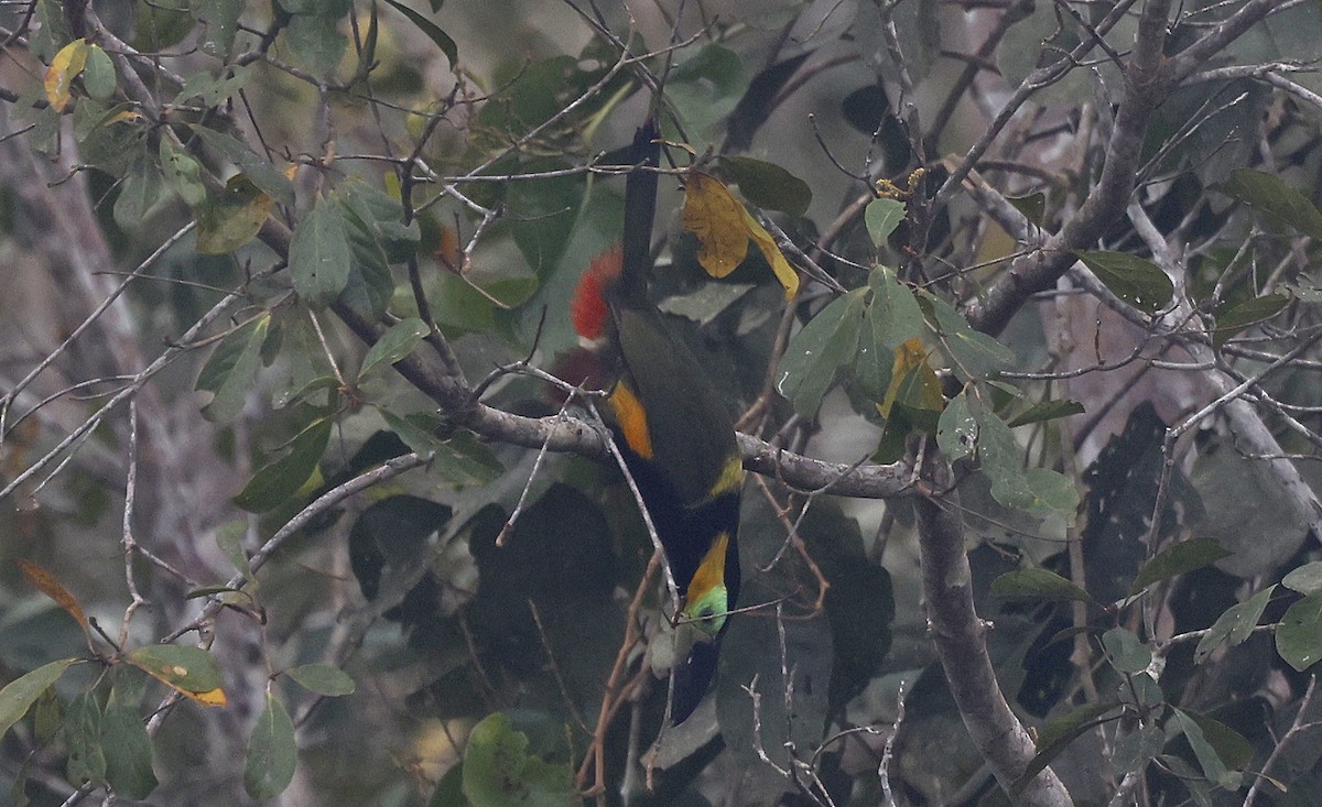 Golden-collared Toucanet - ML623872887