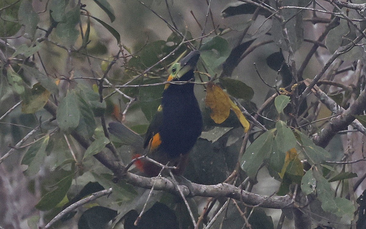 Golden-collared Toucanet - ML623872893