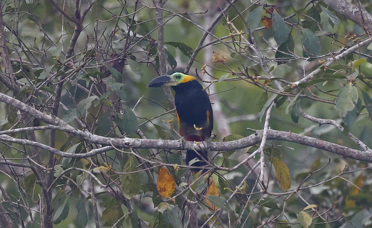 Golden-collared Toucanet - ML623872905