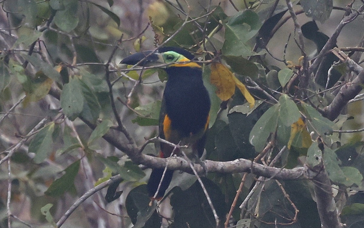 Golden-collared Toucanet - ML623872907