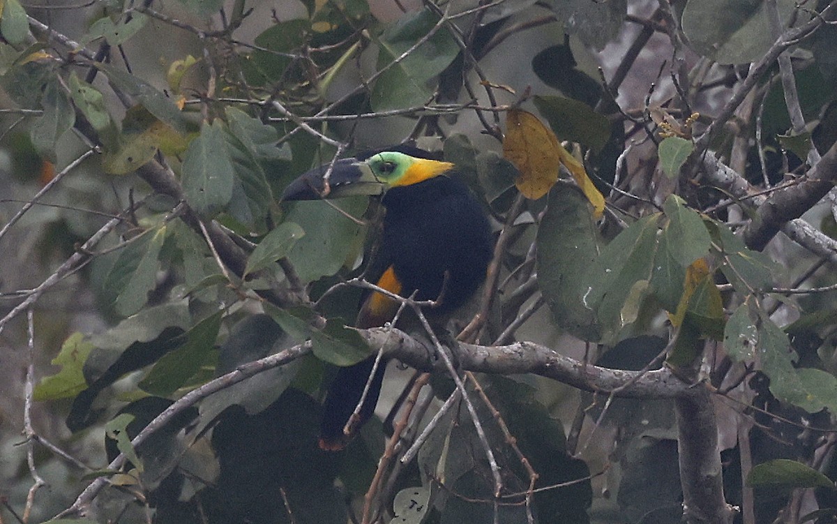 Golden-collared Toucanet - ML623872921